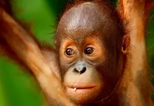 closeup animals baby animals orangutans 1920x1200 wallpaper Art HD Wallpaper
